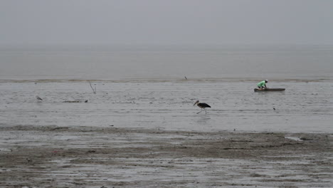 Man-and-bird-coexist-on-muddy-beach-when-low-tide-collecting-shellfish-on-wooden-gliding-plank