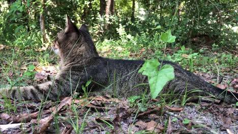 Super-sweet-Brown-Mackeral-Tabby-Cat-playing-outdoors-near-the-woods