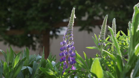 Purple-Lupine-flower.-Version-1.-10sec-24fps