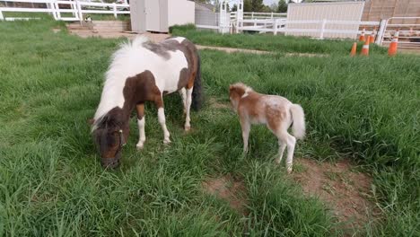 a Mini Pony Horse running on the wide grass 29138088 Stock Photo at Vecteezy