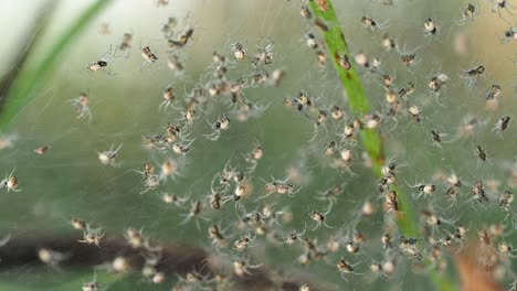 Baby-spiders-crawling-around-in-nursery-web