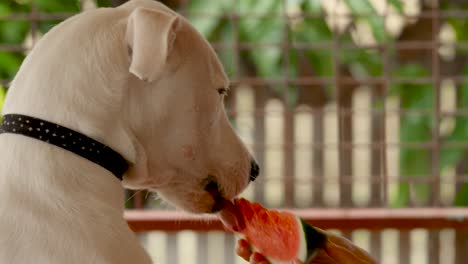 puppy,-bull-arab-having-watermelone-dog-eating-fruit,-watermelon