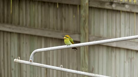 green-bee-eater-sitting-on-backyard-standing-hanger-looking-for-food