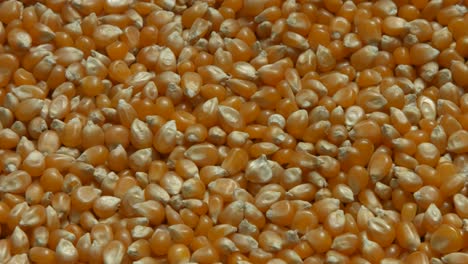 Corn-kernels-laid-out-4k