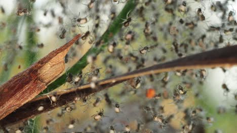 Scurrying-swarm-of-tiny-spiders-in-web