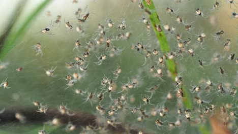 Diminutas-Arañas-Manchadas-Arrastrándose-En-La-Web