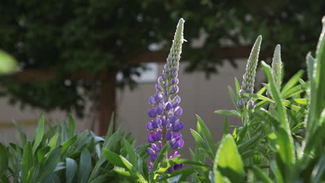 Purple-Lupine-flower.-Version-1.-20sec-24fps