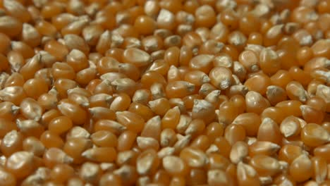 Corn-kernels-laid-out-4k