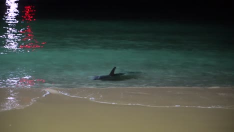 Delfines-Jugando-De-Noche-En-Tangalooma-Resort-Moreton-Island