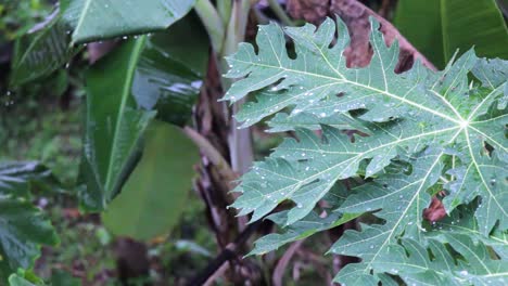 Regentropfen-Auf-Papayablättern