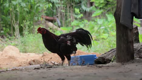 Rooster-is-eating-under-a-shelter