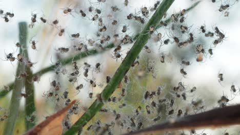 Hundreds-of-tiny-spiders-scurry-and-scatter-in-fright