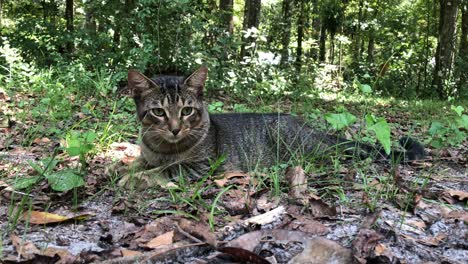 Super-sweet-Brown-Mackeral-Tabby-Cat-playing-outdoors-near-the-woods