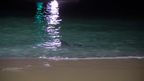 Delfine-Spielen-Nachts-Im-Tangalooma-Resort-Moreton-Island