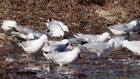 Flock-of-seagulls-feeding-on-bugs-in-a-beach-wrack-tide-pool