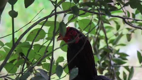 Rooster-lurking-while-hiding-under-a-shelterd-bush