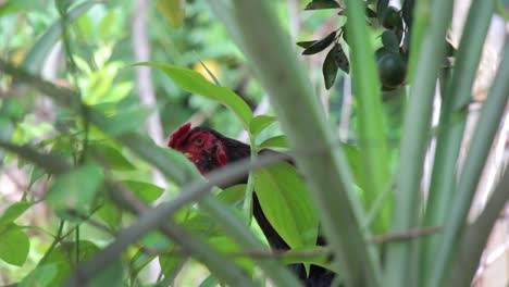 Rooster-crows-while-hiding-behind-the-shelterd-bush