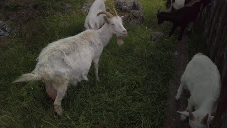 Curious-goat-going-for-the-camera