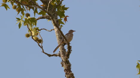 Northern-mockingbird-perched-on-a-branch