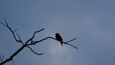 Silhouette-of-small-bird-perched-on-a-leafless-branch