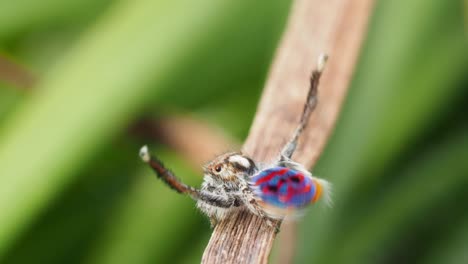Blue-peacock-spider-full-dance-in-the-wild