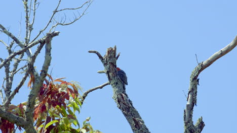 Pájaro-Carpintero-De-Vientre-Rojo-En-Un-Tronco-De-árbol-Y-Ramas