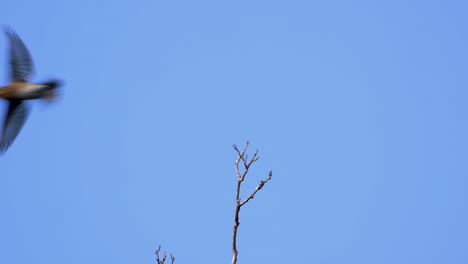 Eine-Braune-Und-Weiße-Drossel-Auf-Einer-Baumkrone-Mit-Blauem-Himmelshintergrund
