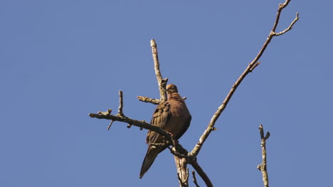 Beige-colored-mourning-dove-on-a-bare-and-leafless-treetop