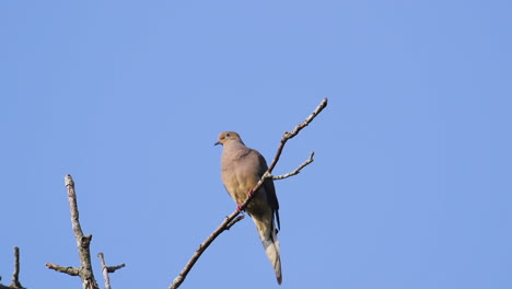 A-beige-mourning-dove-perched-on-a-leafless-treetop-against-a-blue-sky-background