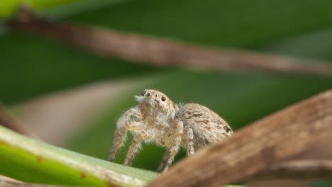 Female-peacock-spider-rejects-male-and-hops-away