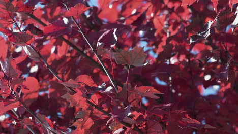 Bottom-of-bright-red-leaves-from-below-tree-branches