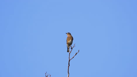 A-brown-and-white-colored-thrush-on-a-treetop-with-a-blue-sky-background