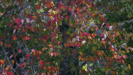 Purple,-red-and-green-leaves-during-autumn,-Slow-motion