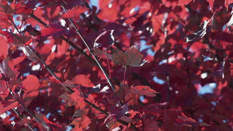Bottom-of-bright-red-leaves-from-below-tree-branches