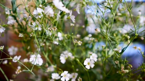 Gypsophila-Monarca-Blanco,-Exhibición-De-Flores-Blancas-Botánicas-En-Un-Jarrón-De-Flores-En-El-Salón-Primer-Plano-De-La-Flor-Blanca-En-La-Casa