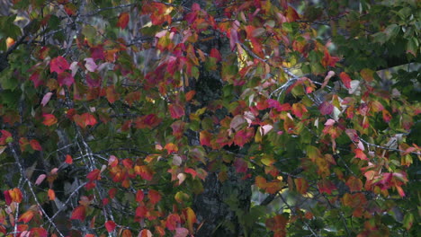 Lila,-Rote-Und-Grüne-Blätter-Im-Herbst,-Zeitlupe