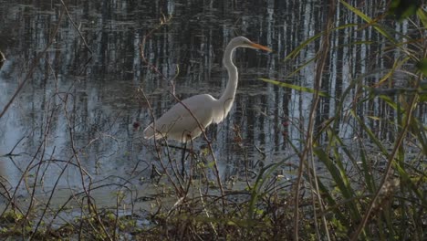 An-egret-walk-along-the-coast-of-a-swamp-in-slow-motion