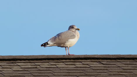 A-gull-standing-on-a-roof-in-Maine-with-a-blue-sky-in-background