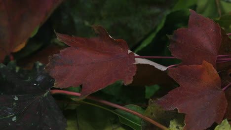 Closeup-pan-right-across-red-brown-autumn-leaves-in-a-pile