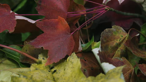 Closeup-pan-right-across-red,-brown-and-yellow-autumn-leaves-in-a-pile-together