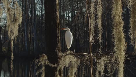 A-white-egret-sits-above-a-swamp-on-an-old-tree-branch