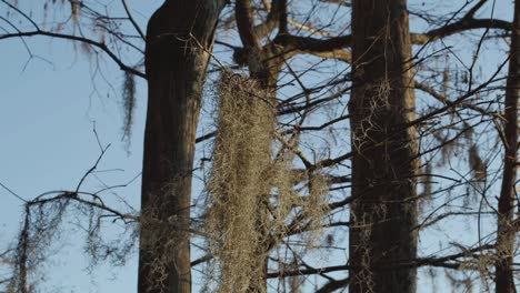 Spanish-moss-hangs-off-of-a-tree-and-sways-from-the-flowing-wind