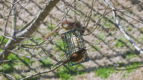 Female-Northern-Cardinal-and-Carolina-Wren-sharing-a-meal-at-a-suet-bird-feeder-during-late-winter-in-South-Carolina