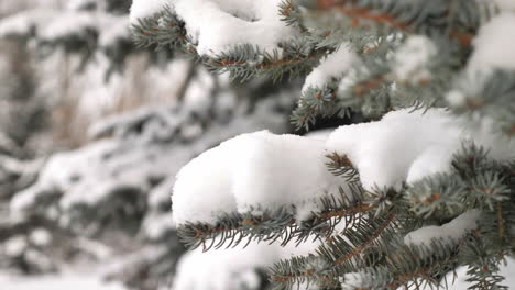 Close-Up-of-Pine-Tree-branch-Piled-with-Fresh-Snow