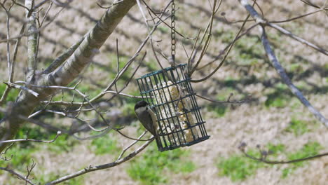 Carolina-Chickadee-at-a-suet-bird-feeder-during-late-winter-in-South-Carolina