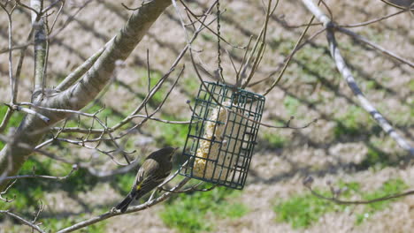 Gelbrumpf-Waldsänger-An-Einem-Futterhäuschen-Für-Talgvögel-Im-Spätwinter-In-South-Carolina