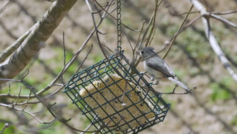 Tufted-Titmouse-at-a-suet-bird-feeder-during-late-winter-in-South-Carolina