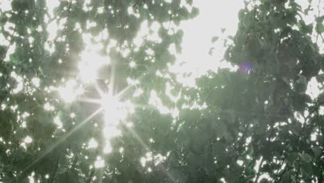 Sunshine-lens-flare-through-leaves