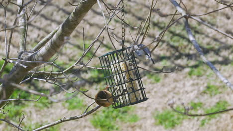 Carolina-Zaunkönig-Und-Eine-Büschelmeise-Teilen-Sich-Im-Spätwinter-In-South-Carolina-Eine-Mahlzeit-An-Einem-Futterhäuschen-Für-Talgvögel