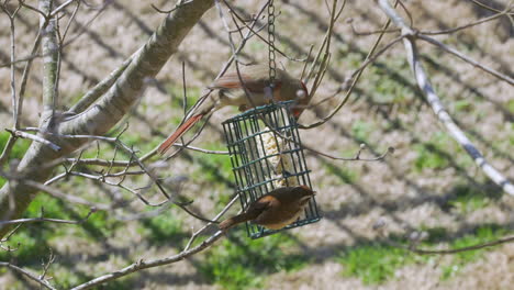 Female-Northern-Cardinal-and-Carolina-Wren-sharing-a-meal-at-a-suet-bird-feeder-during-late-winter-in-South-Carolina